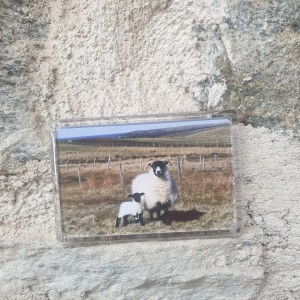 Sheep and lamb magnet  image