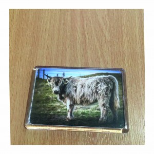 Highland Cow magnet image